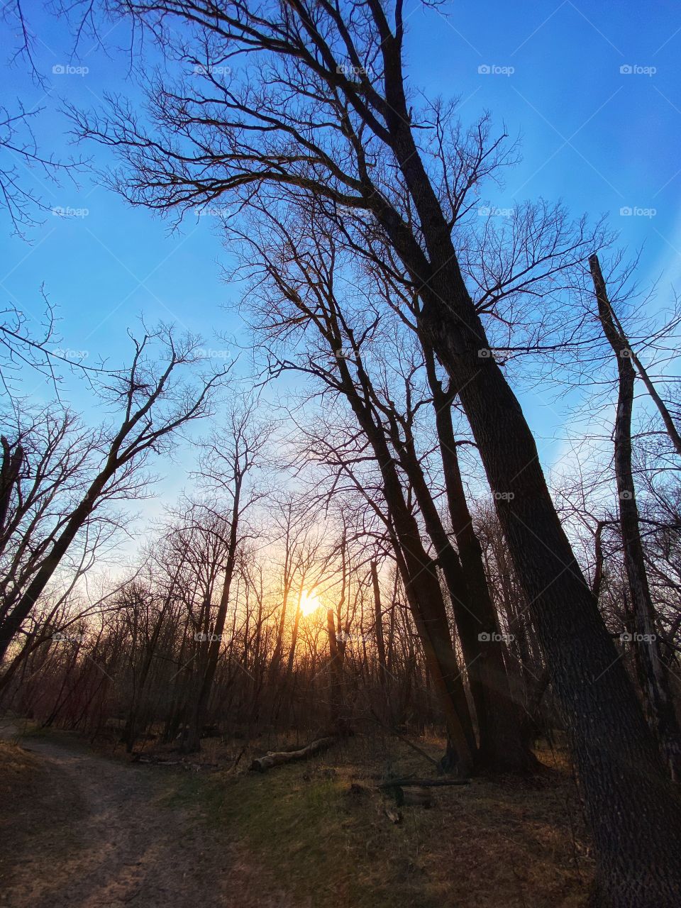 Forrest sunset