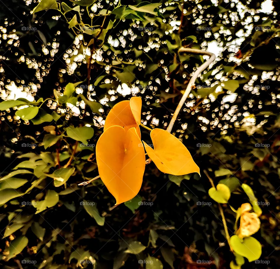 Yellow leafs