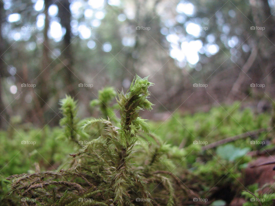 nature macro outdoor forest by hangry