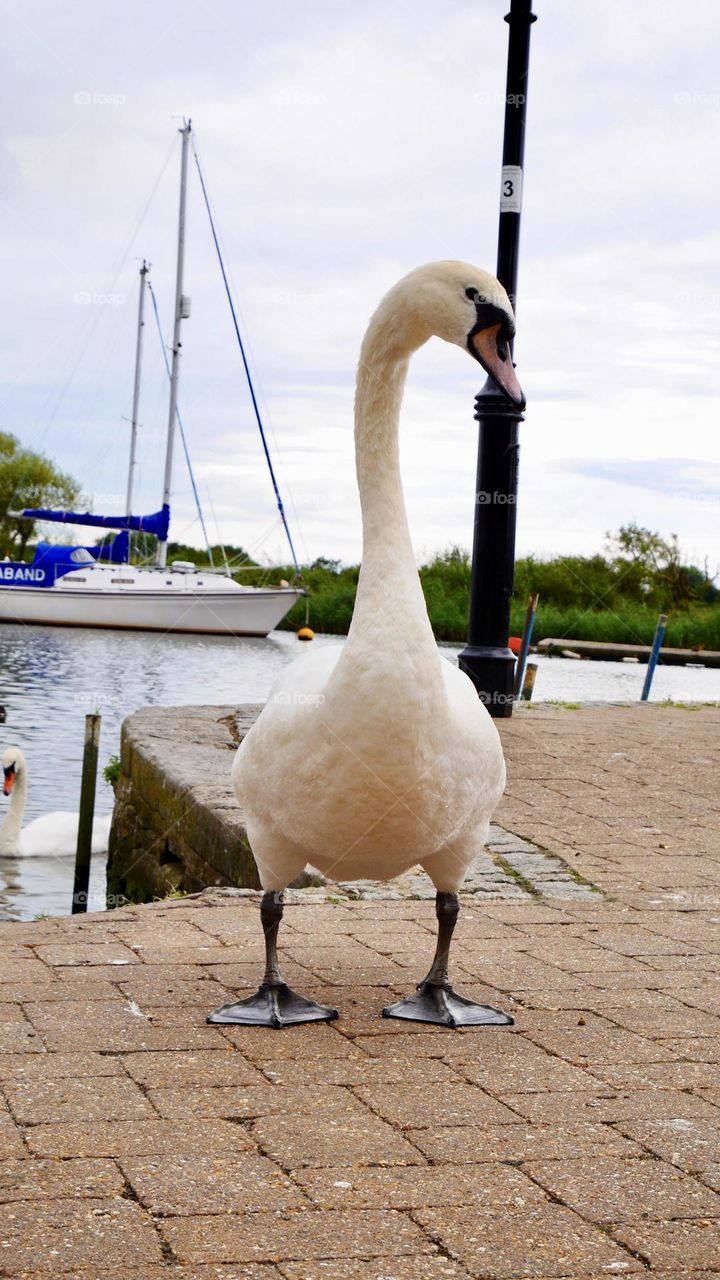 Swan stand on Christchurch city park near the river Avon