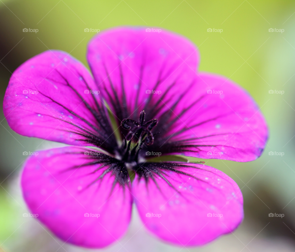pink flower macro close up by gbp