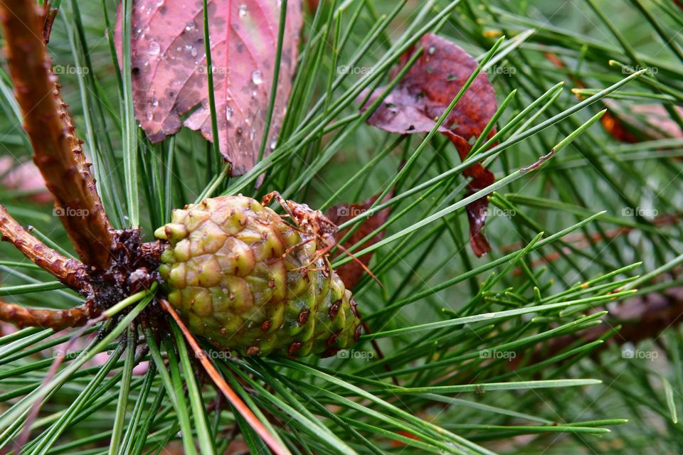 Pine tree cone and needles