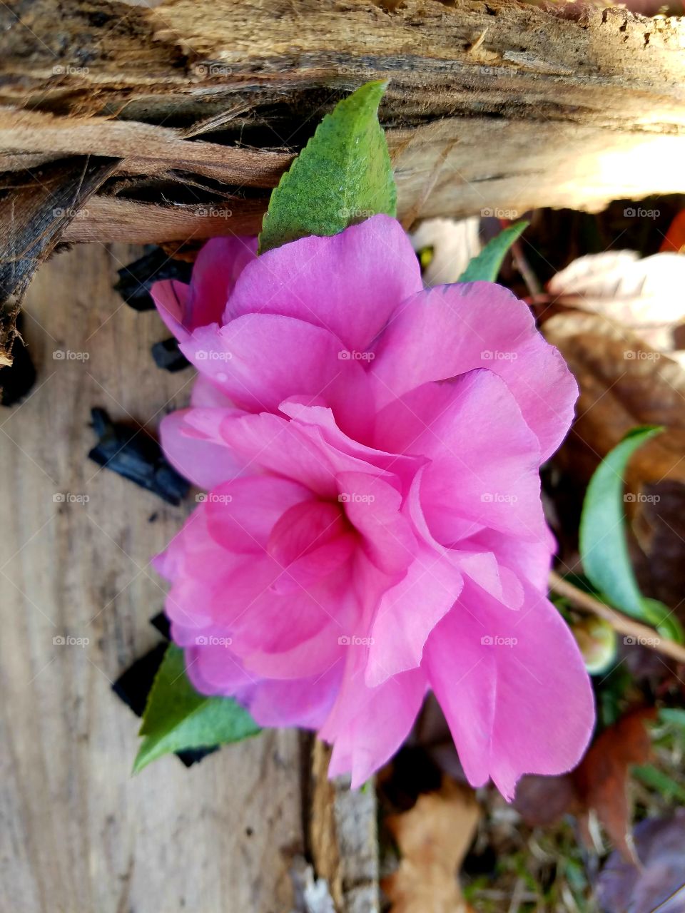 cpntrasts.  pink flower against firewood.