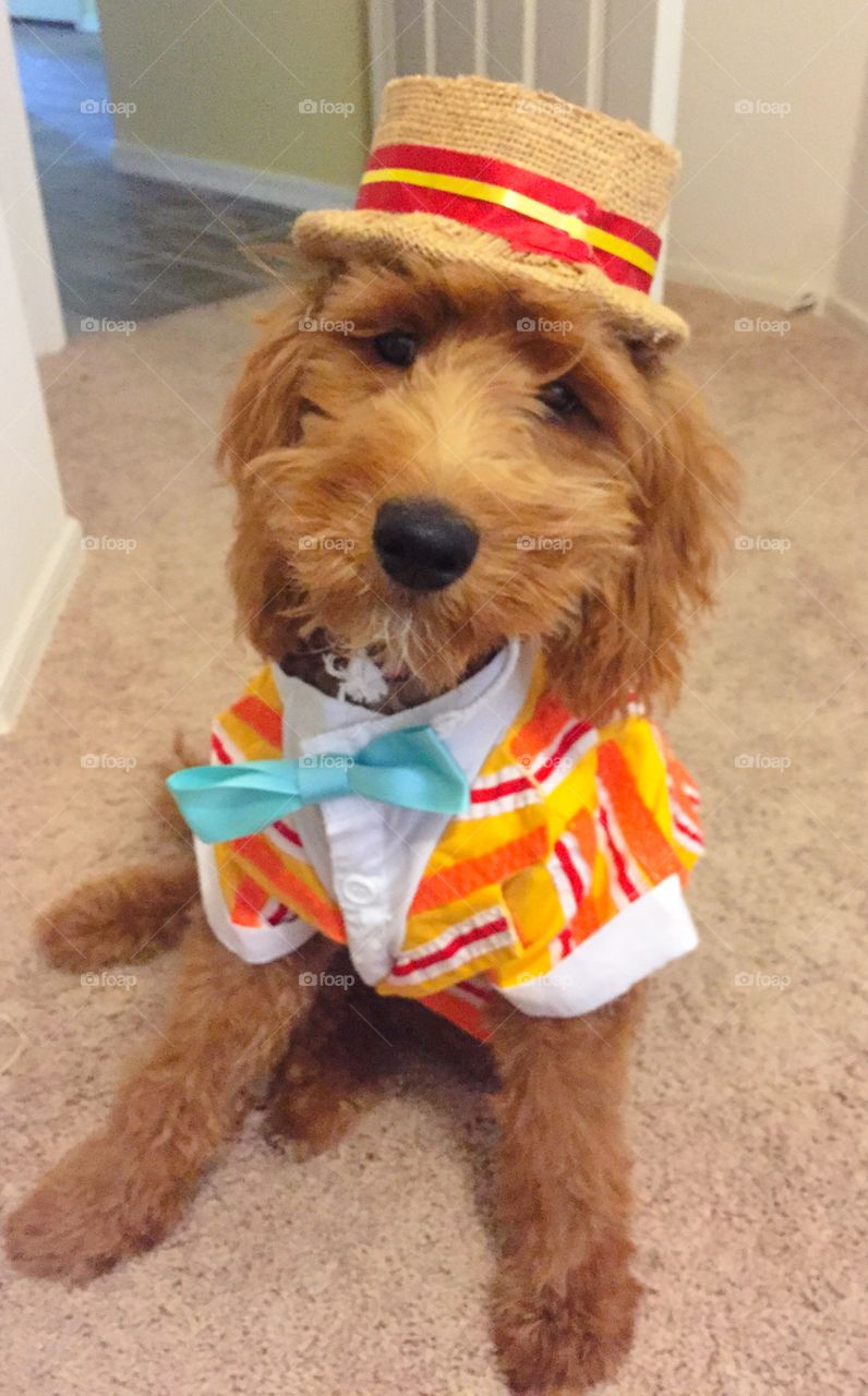 Ready to dance with the penguins