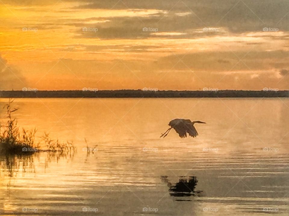 Heron flying over water at sunset