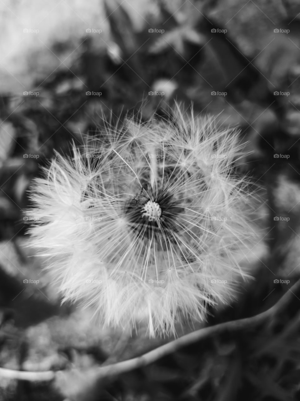 blowball (dandelion)