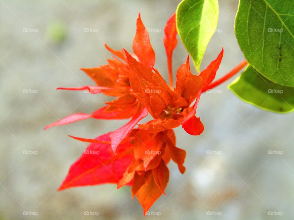 Beautiful orange or red color Bougainvillea is a genus of thorny ornamental vines, bushes, or trees or Orange King bougainvillea.
