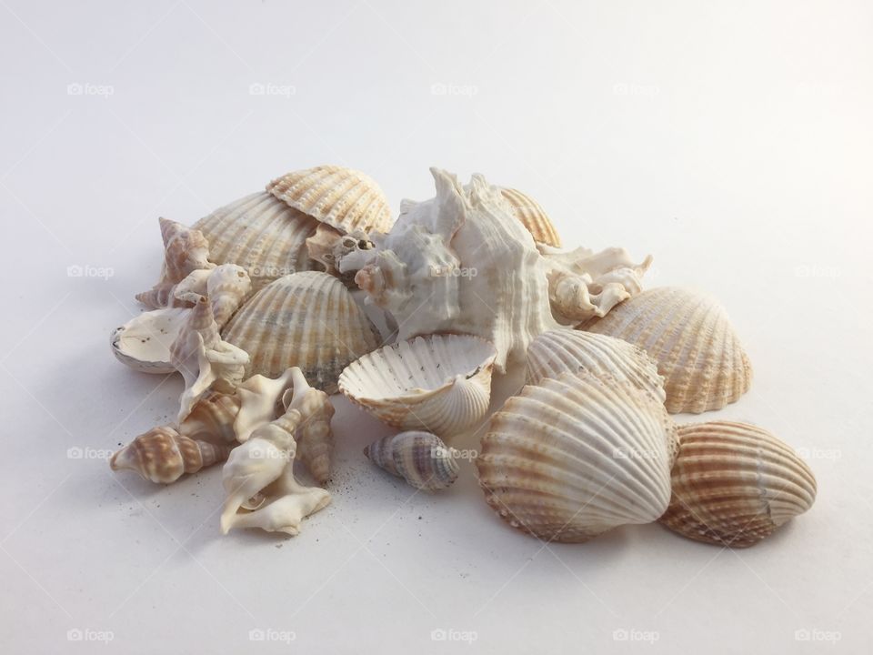 Pile of Seashells 