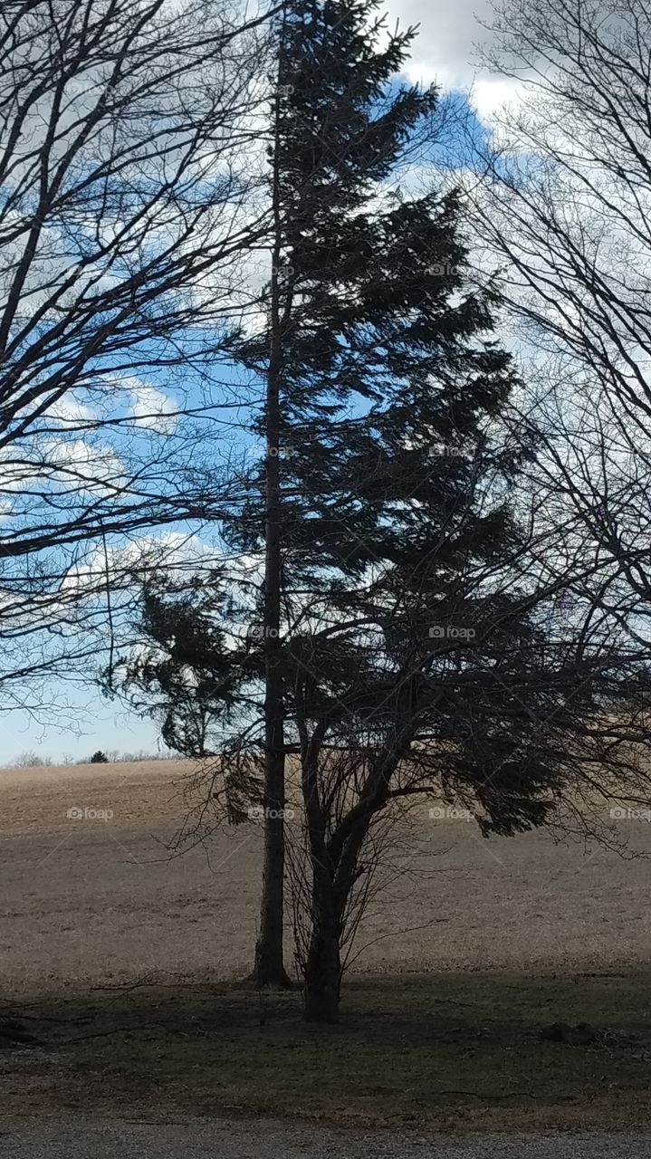 Once Upon An Early Spring Day