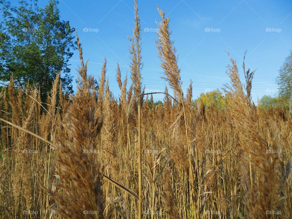 dry high grass, autumn