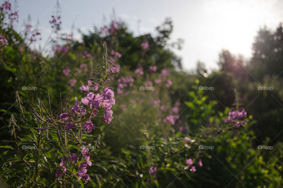 Flowers of Ivan-tea in the rays of the morning sun.