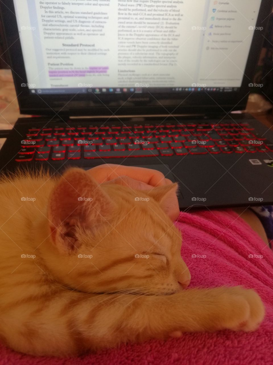 sleep kitten job laptop Lenovo