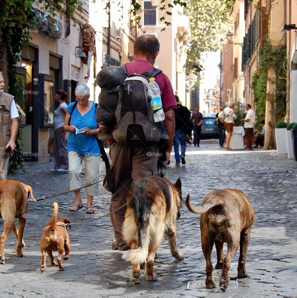 Tourist or local man walking four dogs in the side streets of Rome on a hot summer day