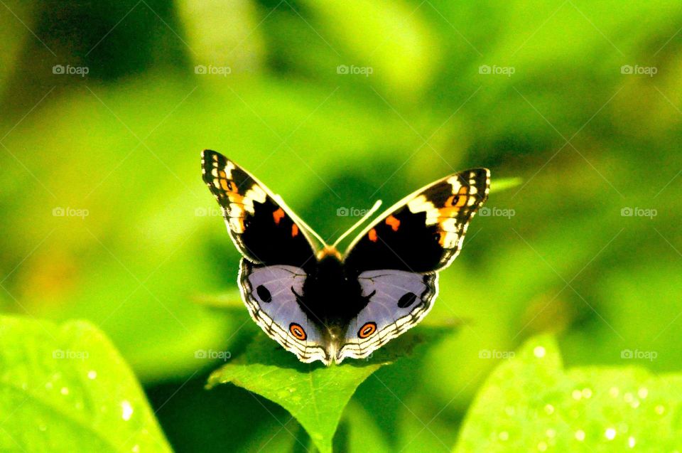 --Violete butterfly ....