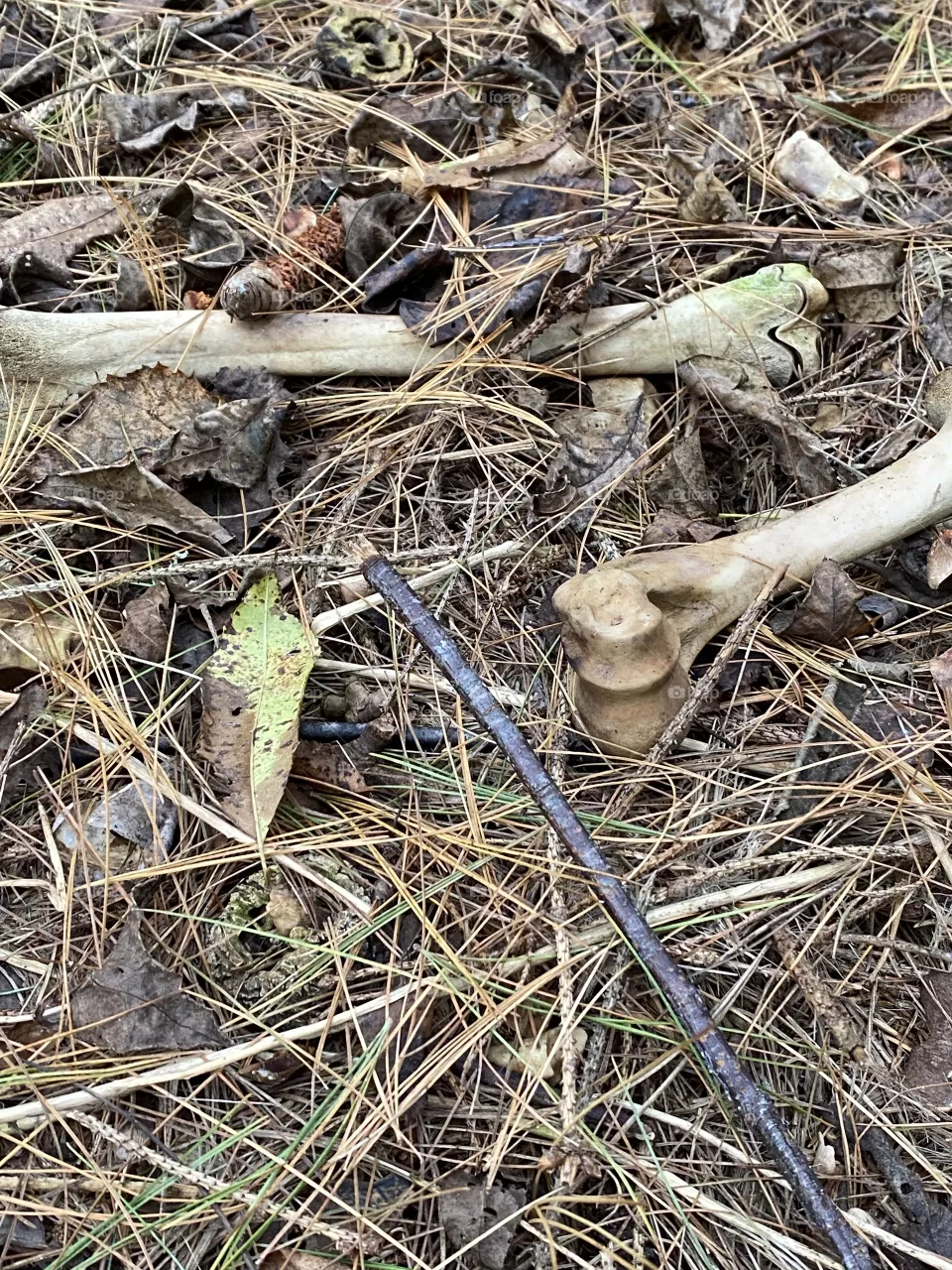 Pile of bones 
