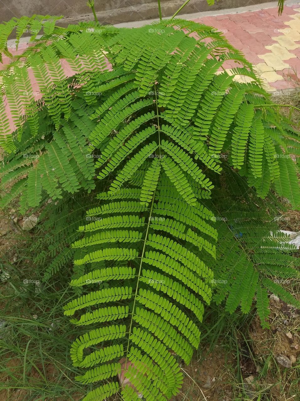 green leaves shurb small size looks very beautiful generally found everywhere seasonal fresh