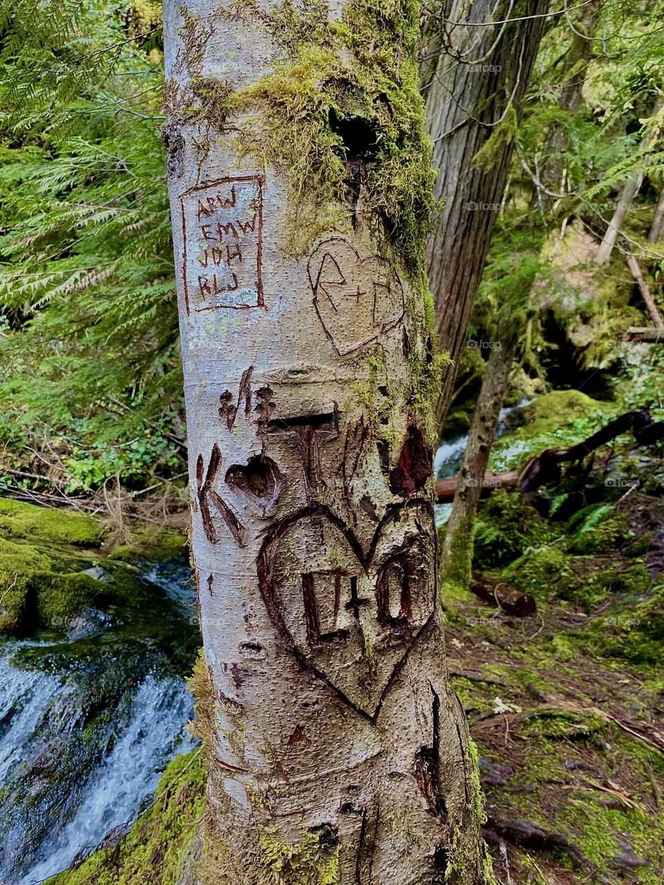 Love carved tree