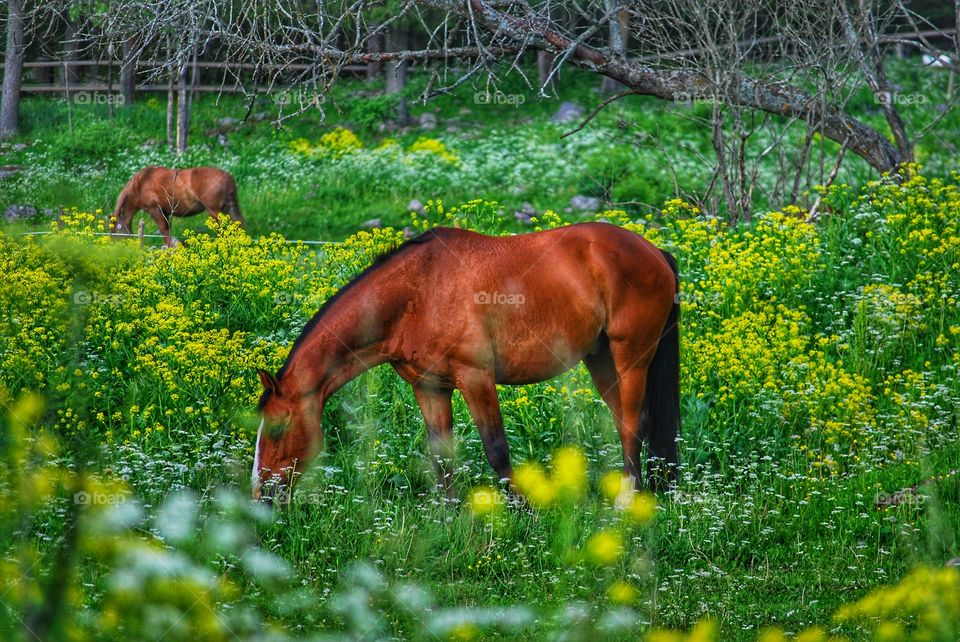 Horses on pasture