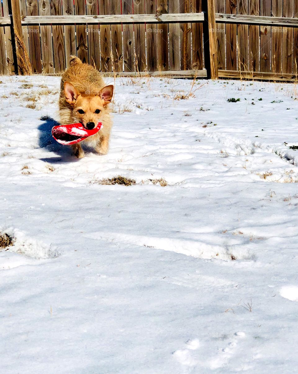 Small dog chasing his red frisbee through the snow. Playtime with the dog in winter 