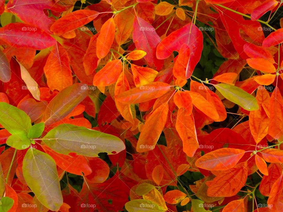 NEW YORK CITY HIGH LINE PARK COLOUR OF FALL