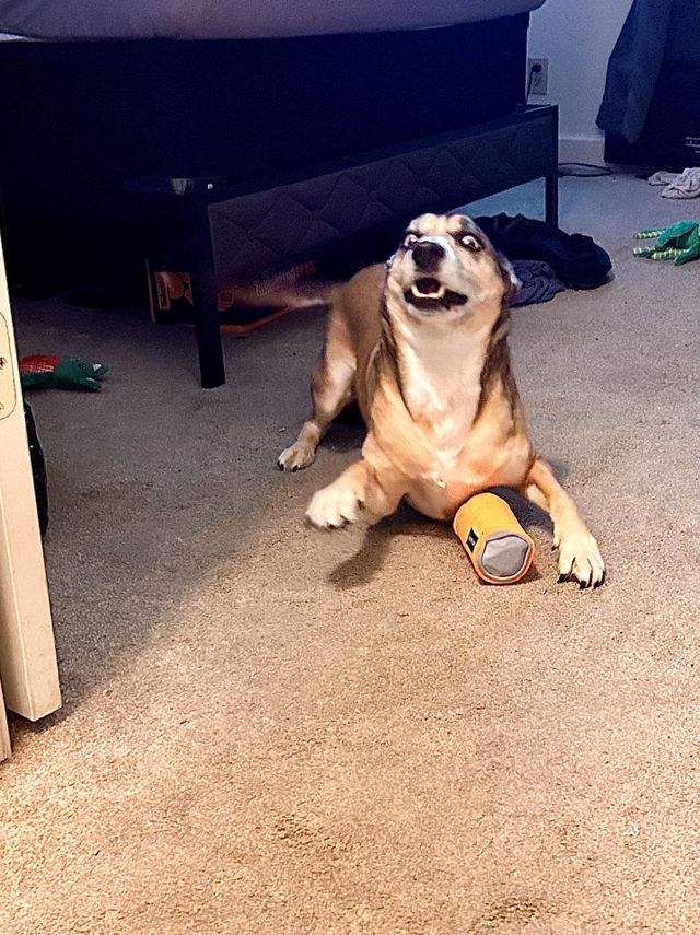 My dog caught me watching him play with toys. Now he wants to play with me