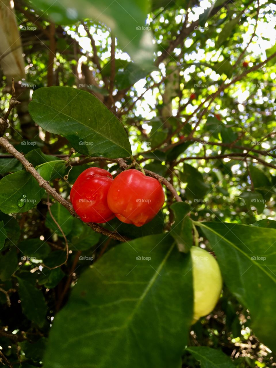 Pausa para a #saúde - 
Que tal essas #acerolas deliciosas da casa do Vovô Lili! 
👴🏻 
#fruta #acerola #VitaminaC