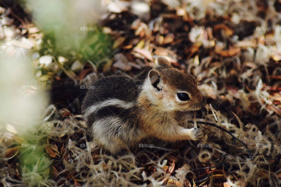 Little baby squirrel in Bryce Canyon National park
