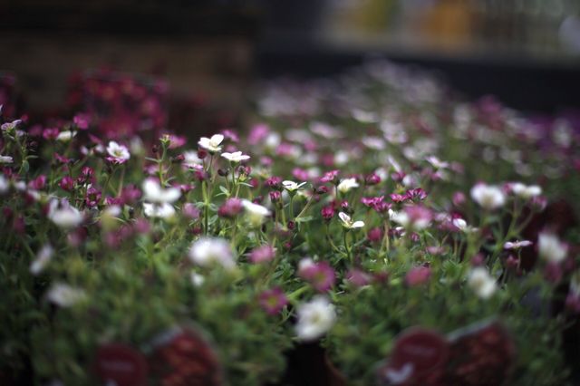 tiny flowers