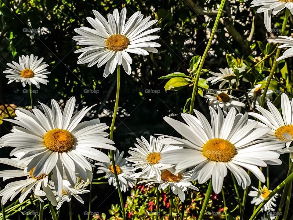 Spring Daisies blooming in the garden on a warm and sunny afternoon in San Francisco California 