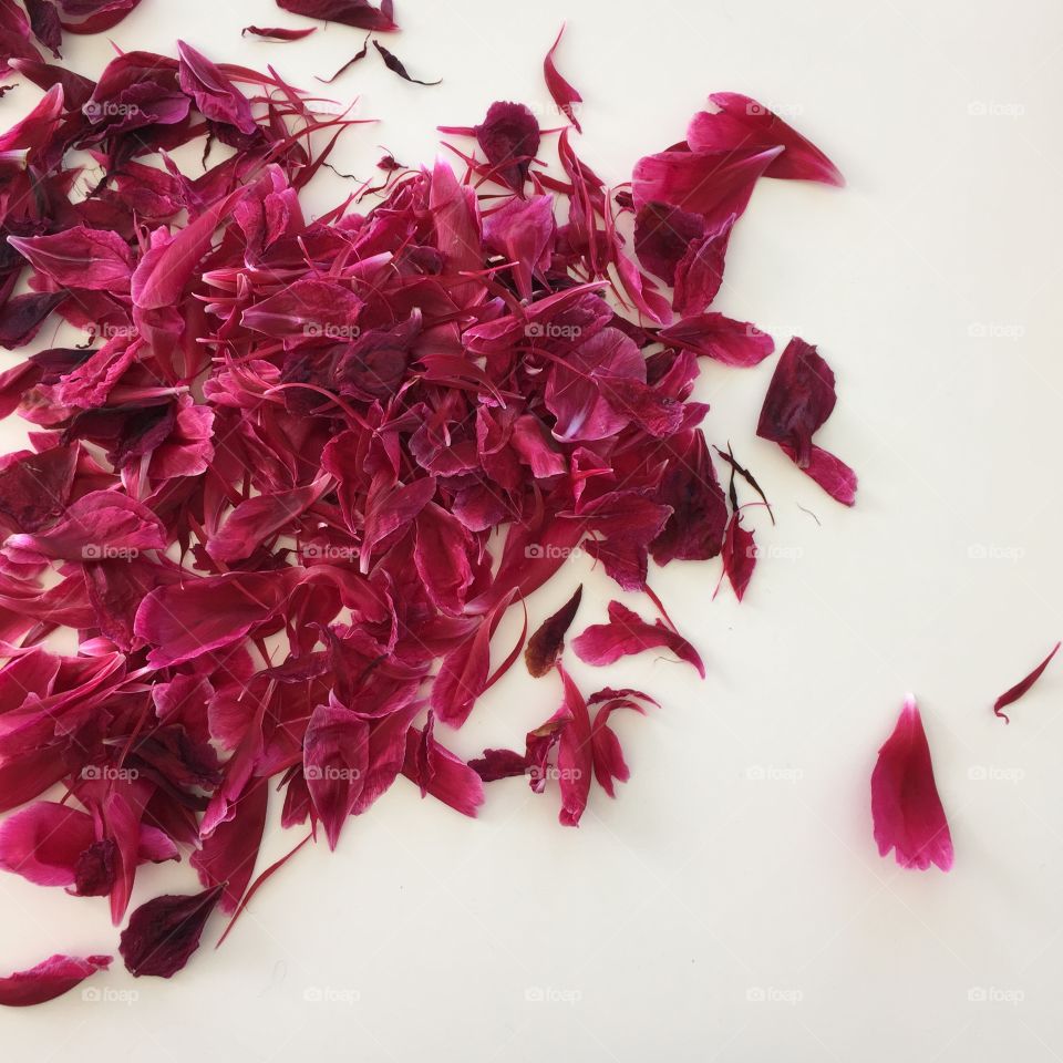 Peony leaves. Leaves from a pink peony