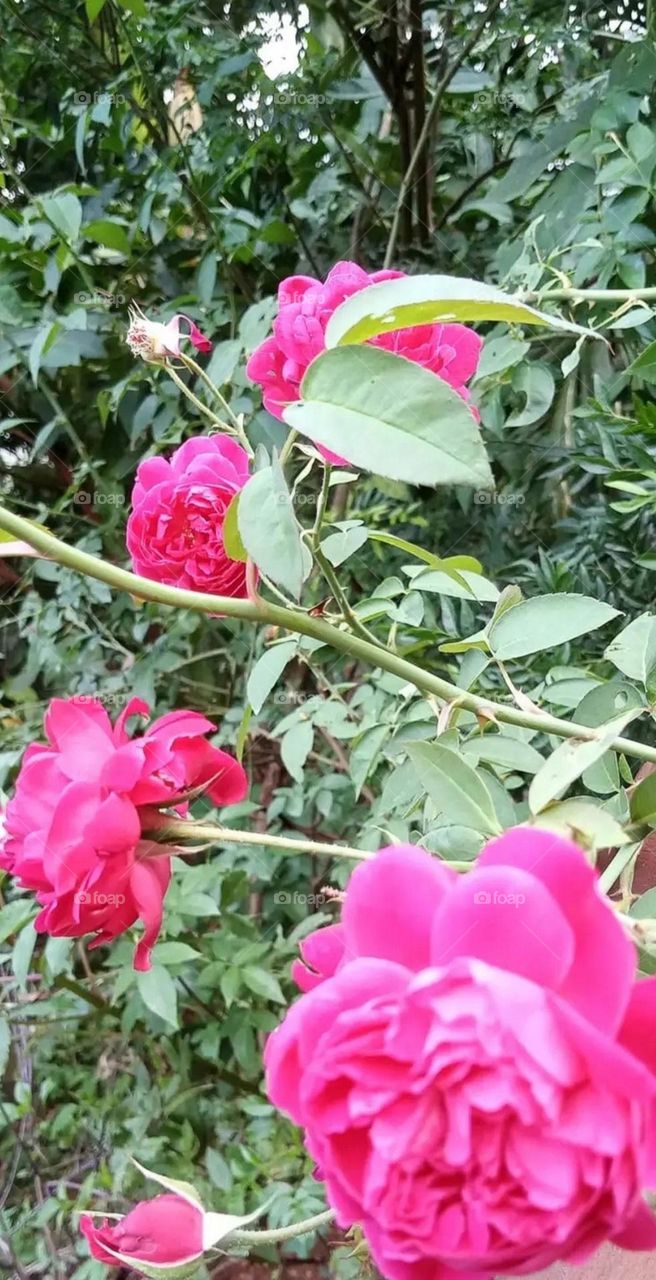 most beautiful and attractive flowers in the garden.