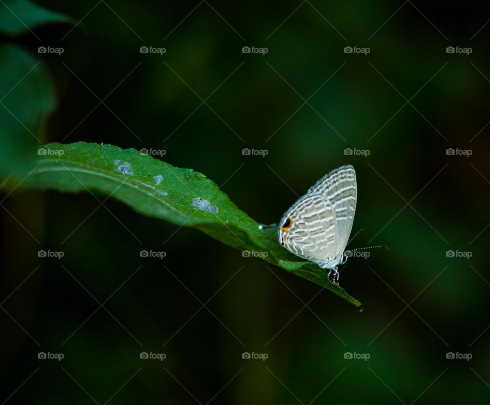 butterfly sitting on green leaf