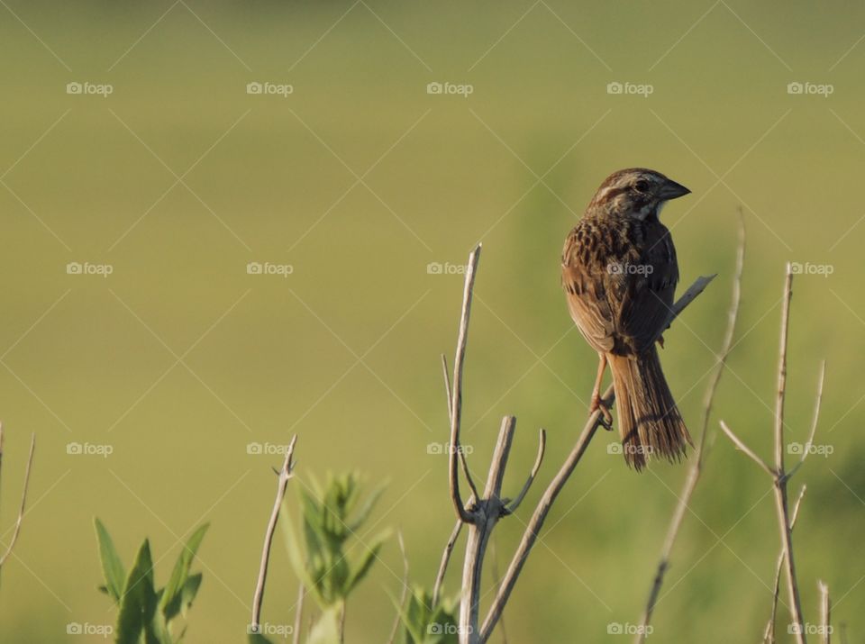 Bird relaxing on a branch