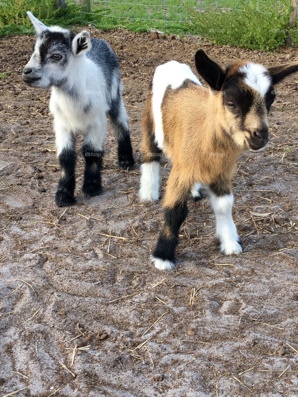 Goat babies 