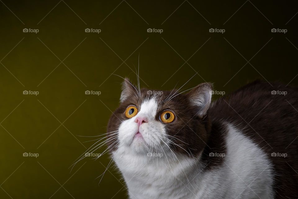 Portrait of british shorthair cat