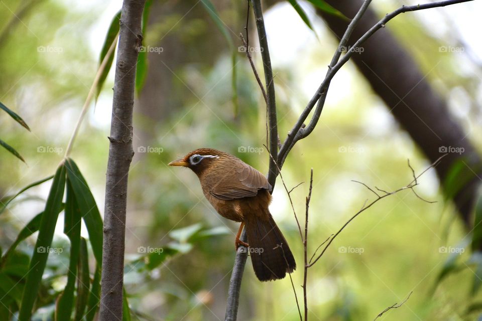 Chinese hwamei or melodious laughingthrush (Garrulax canorus) is a passerine bird of eastern Asia in the family Leiothrichidae