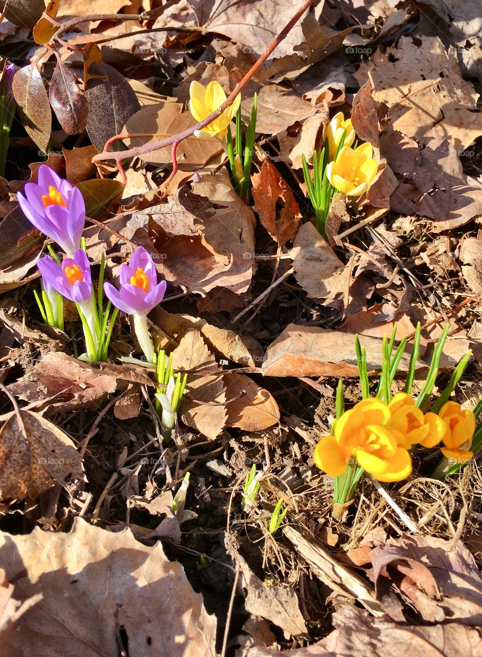 Crocuses, early spring flower