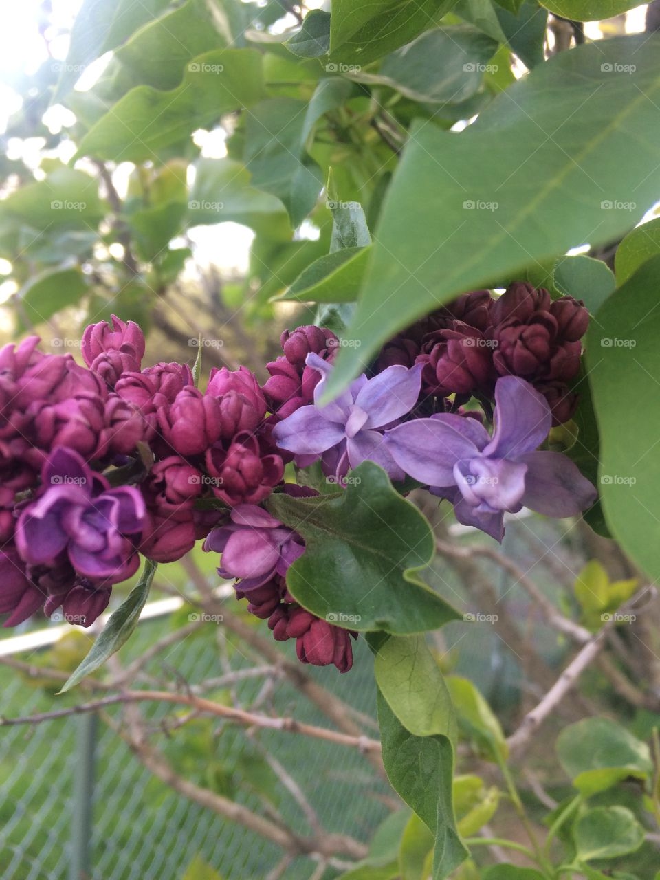 Blooming lilacs !