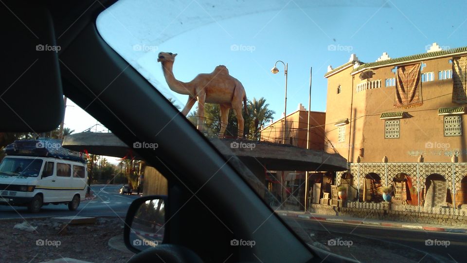 zagoura camel