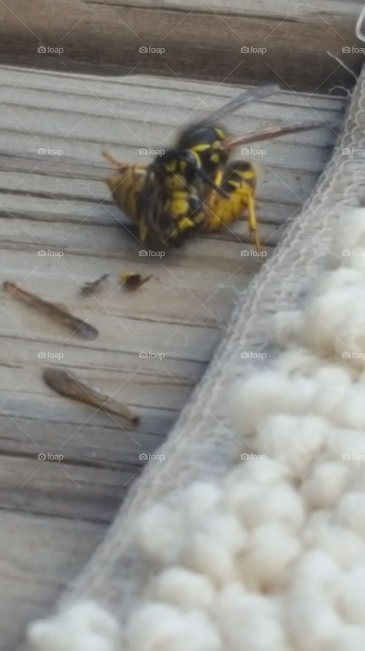 Nature, Wood, Food, Insect, Animal