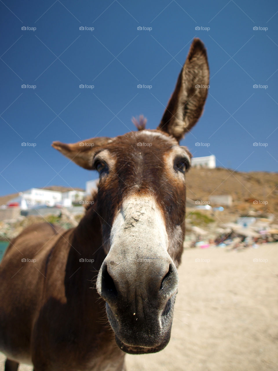Portrait of a donkey