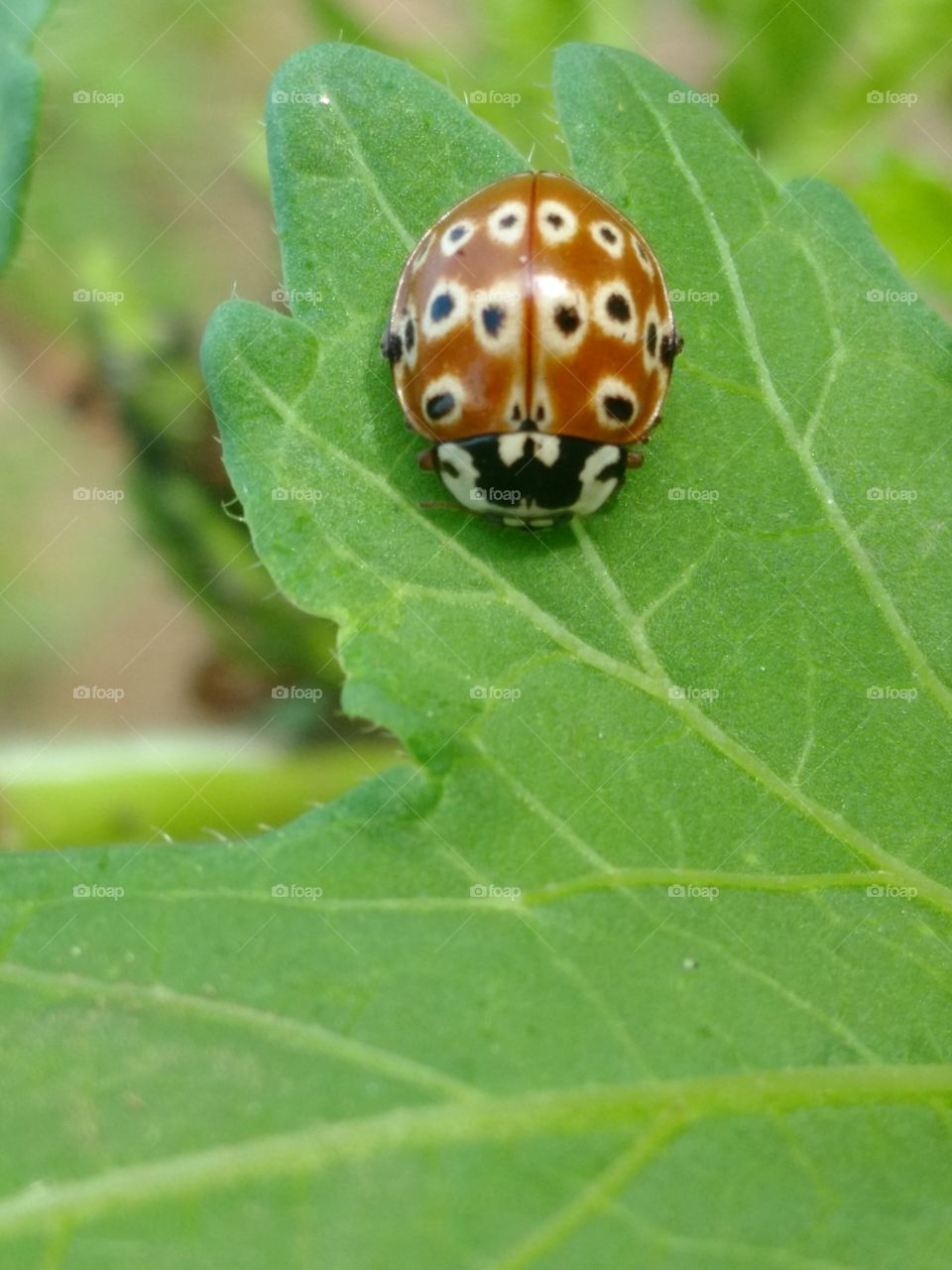 ladybugg