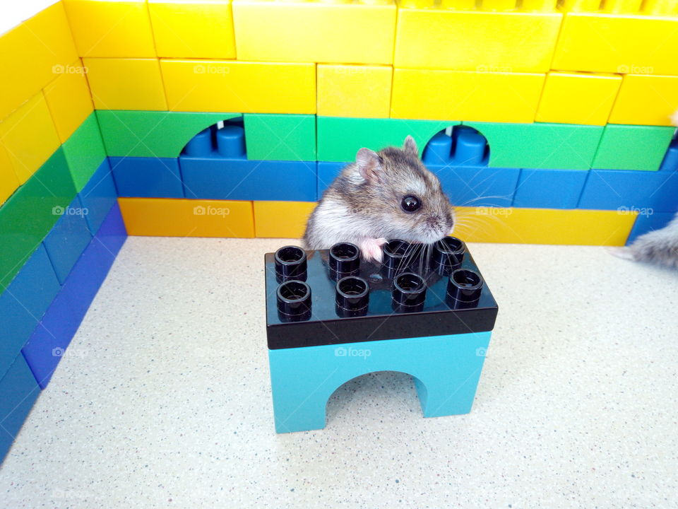 Hamster plays in the Lego Designer