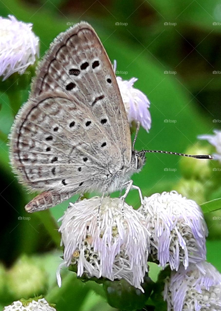 Butterfly sitting on a wild flower