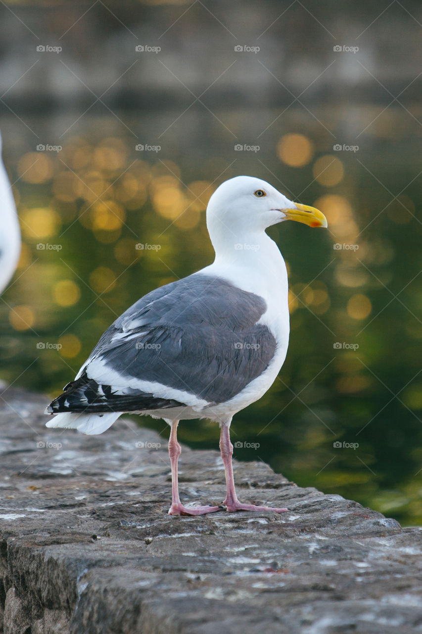 One seagull by the pond with blurry background, bokeh 