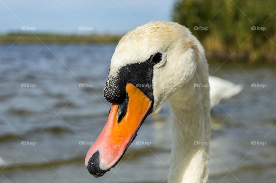 Swan portrait