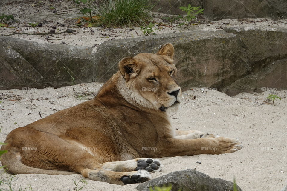 Lion resting on a sandy ground.