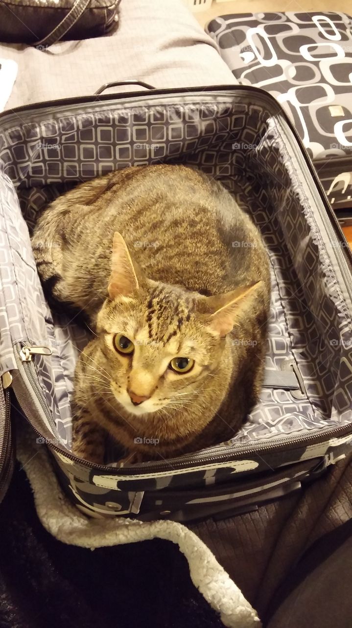 trying to pack. my cat loves to get in the way