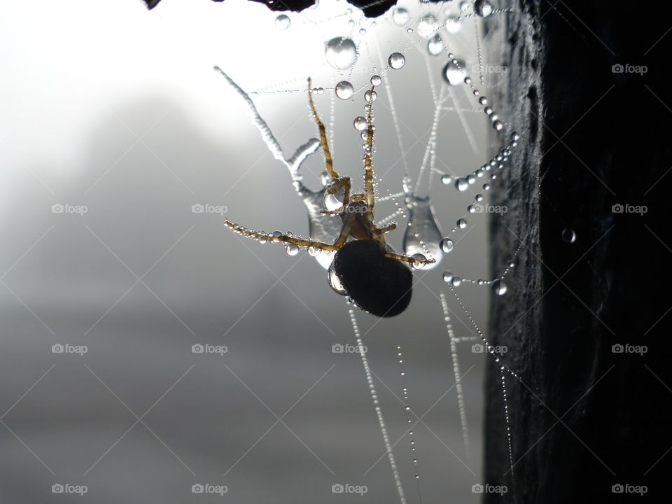A Wet Winters Spider Web. Frozen, Cold & Frosty