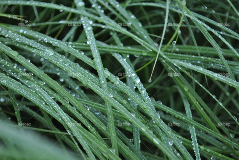 The cold dew on the green grass